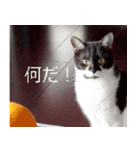 natti（個別スタンプ：2）
