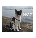 natti（個別スタンプ：3）