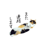 フォトジェニックなねこ（個別スタンプ：7）