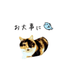 フォトジェニックなねこ（個別スタンプ：13）