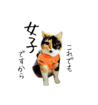 フォトジェニックなねこ（個別スタンプ：32）