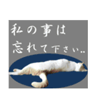 実写ねこ（個別スタンプ：22）