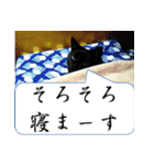 実写ねこ（個別スタンプ：24）