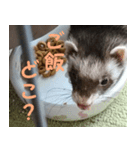 フェレットの祭ちゃん（個別スタンプ：4）