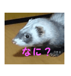 フェレットの祭ちゃん（個別スタンプ：5）
