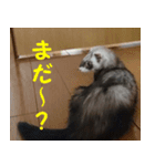 フェレットの祭ちゃん（個別スタンプ：6）