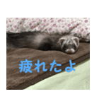 フェレットの祭ちゃん（個別スタンプ：8）