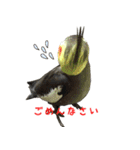 色とりどりオカメ（個別スタンプ：3）