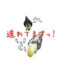 色とりどりオカメ（個別スタンプ：4）