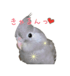 色とりどりオカメ（個別スタンプ：5）