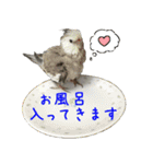 色とりどりオカメ（個別スタンプ：7）
