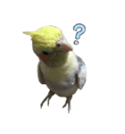 色とりどりオカメ（個別スタンプ：9）