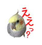 色とりどりオカメ（個別スタンプ：11）