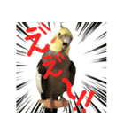 色とりどりオカメ（個別スタンプ：12）