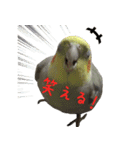 色とりどりオカメ（個別スタンプ：15）