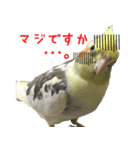 色とりどりオカメ（個別スタンプ：16）
