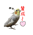 色とりどりオカメ（個別スタンプ：17）