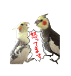 色とりどりオカメ（個別スタンプ：19）
