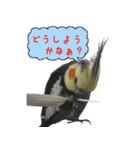 色とりどりオカメ（個別スタンプ：21）