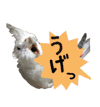 色とりどりオカメ（個別スタンプ：22）