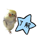 色とりどりオカメ（個別スタンプ：28）