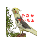 色とりどりオカメ（個別スタンプ：29）