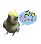 色とりどりオカメ（個別スタンプ：30）