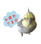 色とりどりオカメ（個別スタンプ：31）