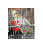 色とりどりオカメ（個別スタンプ：32）