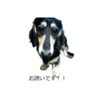 Miniature dachshund chips stamp（個別スタンプ：1）
