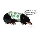 Miniature dachshund chips stamp（個別スタンプ：2）