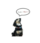 Miniature dachshund chips stamp（個別スタンプ：3）