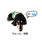 Miniature dachshund chips stamp（個別スタンプ：4）
