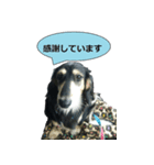 Miniature dachshund chips stamp（個別スタンプ：5）