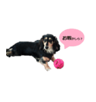 Miniature dachshund chips stamp（個別スタンプ：6）