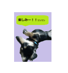 Miniature dachshund chips stamp（個別スタンプ：7）