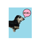 Miniature dachshund chips stamp（個別スタンプ：8）