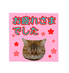 【ねこ】猫まみれ写真スタンプ 敬語（個別スタンプ：4）