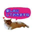 【ねこ】猫まみれ写真スタンプ 敬語（個別スタンプ：15）