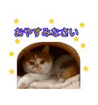 【ねこ】猫まみれ写真スタンプ 敬語（個別スタンプ：18）