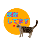 【ねこ】猫まみれ写真スタンプ 敬語（個別スタンプ：34）