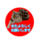 【ねこ】猫まみれ写真スタンプ 敬語（個別スタンプ：39）