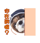 2 Shih Tzu Brothers-photo1（個別スタンプ：8）