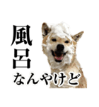 わさやん（柴犬）（個別スタンプ：8）