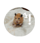 Hamster's Daily - Satisfiy all your Life（個別スタンプ：4）