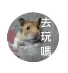 Hamster's Daily - Satisfiy all your Life（個別スタンプ：10）