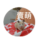 Hamster's Daily - Satisfiy all your Life（個別スタンプ：11）