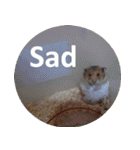 Hamster's Daily - Satisfiy all your Life（個別スタンプ：12）