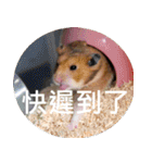 Hamster's Daily - Satisfiy all your Life（個別スタンプ：14）