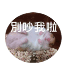 Hamster's Daily - Satisfiy all your Life（個別スタンプ：16）